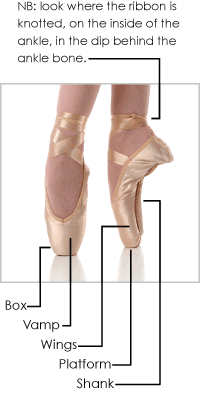 Diagram showing the various parts that make up a pointe shoe including the Box, Vamp, Wings, Platform, Shank and Ribbons.